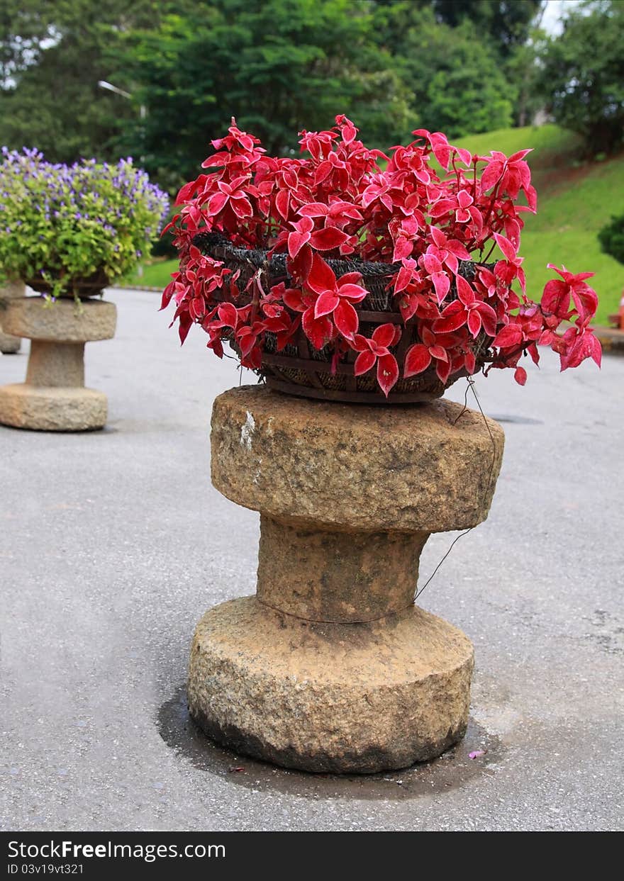 Red Ornamental plants