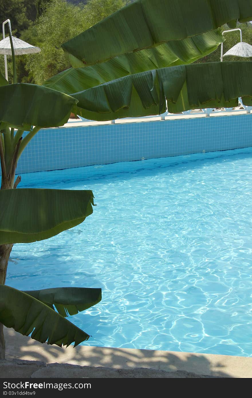 Luxury swimming pool surrounded by exotic hot weather plants. Luxury swimming pool surrounded by exotic hot weather plants