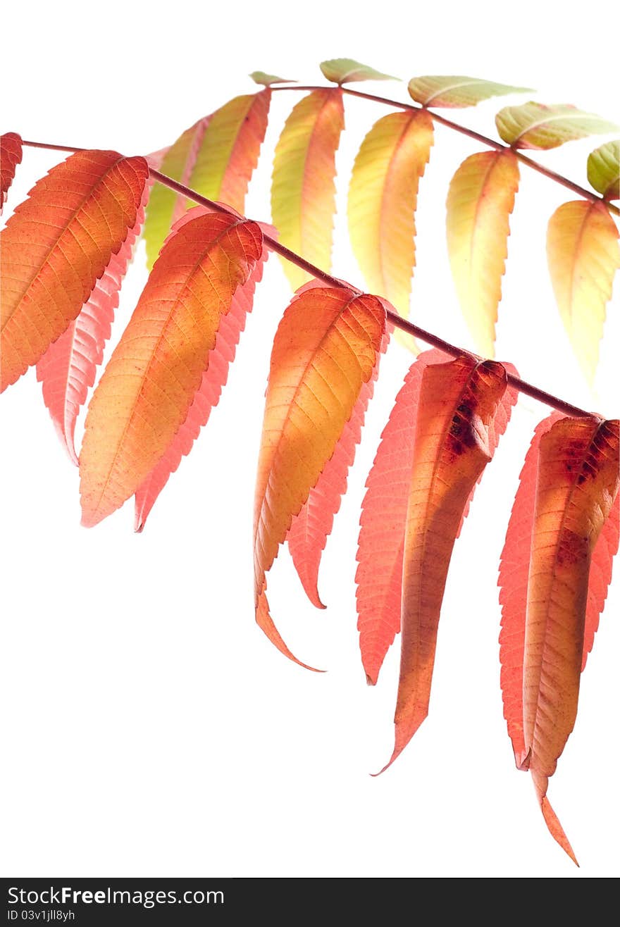 Autumn leaves on white background