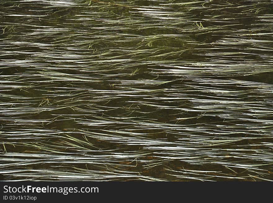 Floating Strands on Bear Lake