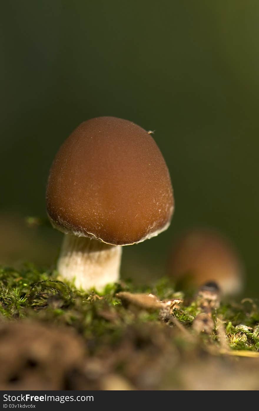 Small, brown, fall mushrooms on stump growing spreading