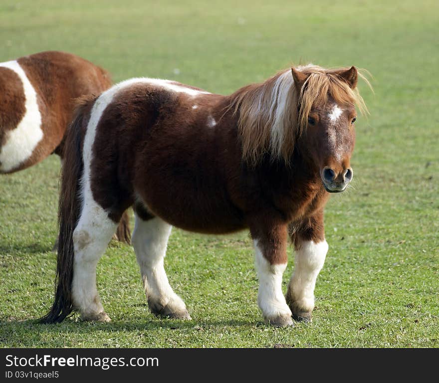 Portrait of a horse on the farm