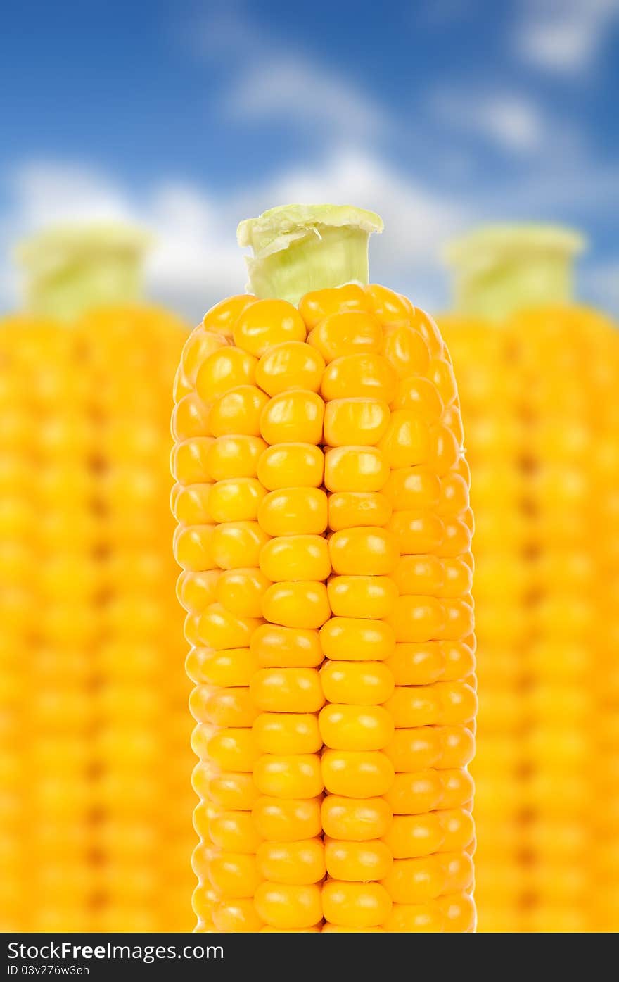 Corn on the cobs over blue sky background. Corn on the cobs over blue sky background