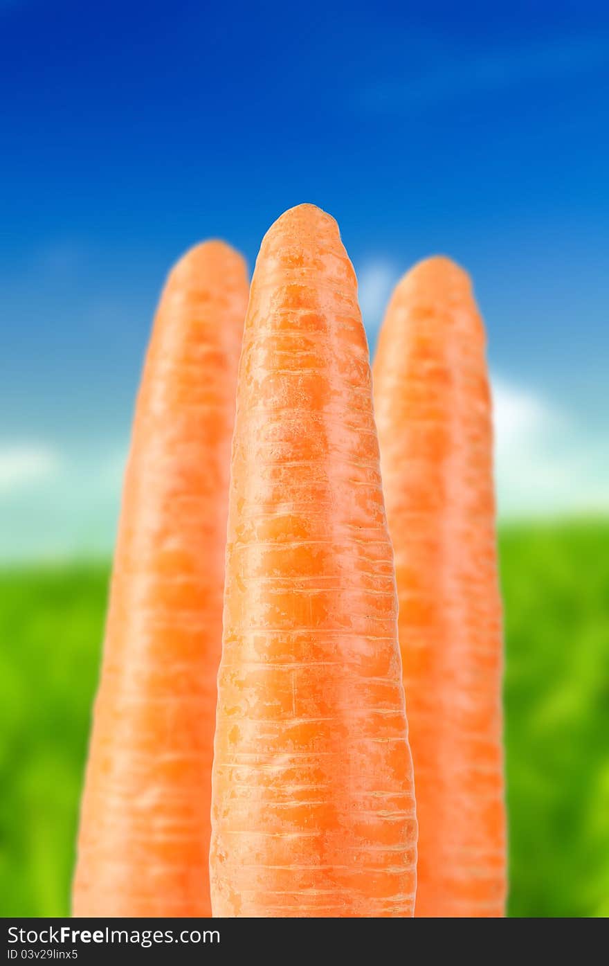 Organic carrots on a beautiful summer background. Organic carrots on a beautiful summer background