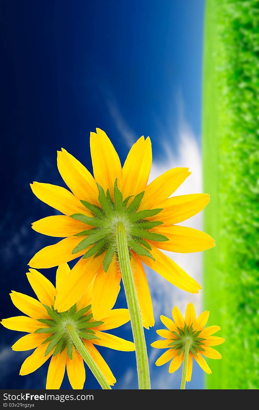 Yellow Flowers on Summer Background