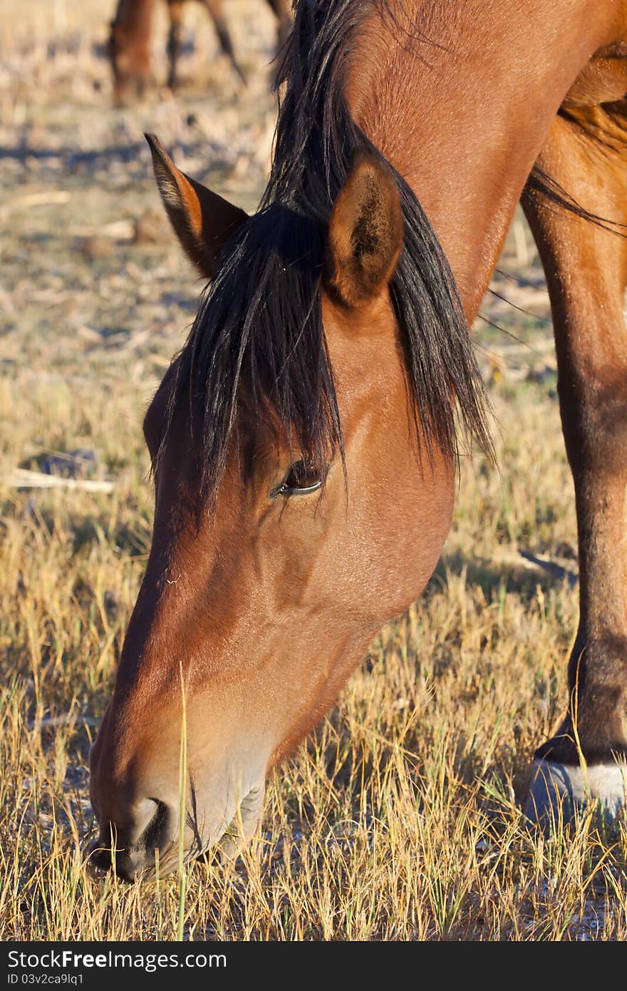 Wild Mustang Eating