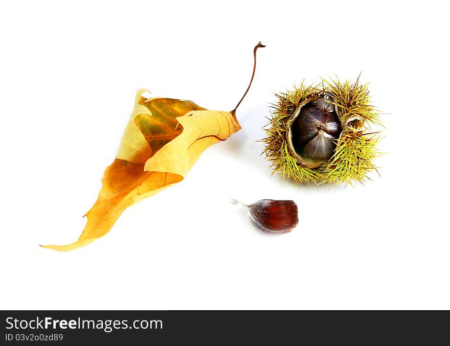 Edible chestnut and dry leaf over white