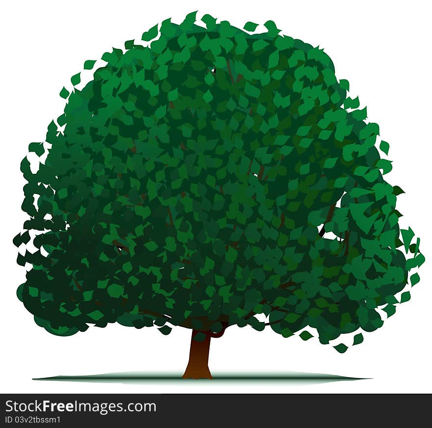 Green tree isolated on white