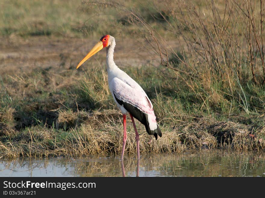 Wading yellow billed stork in Botswana. Wading yellow billed stork in Botswana