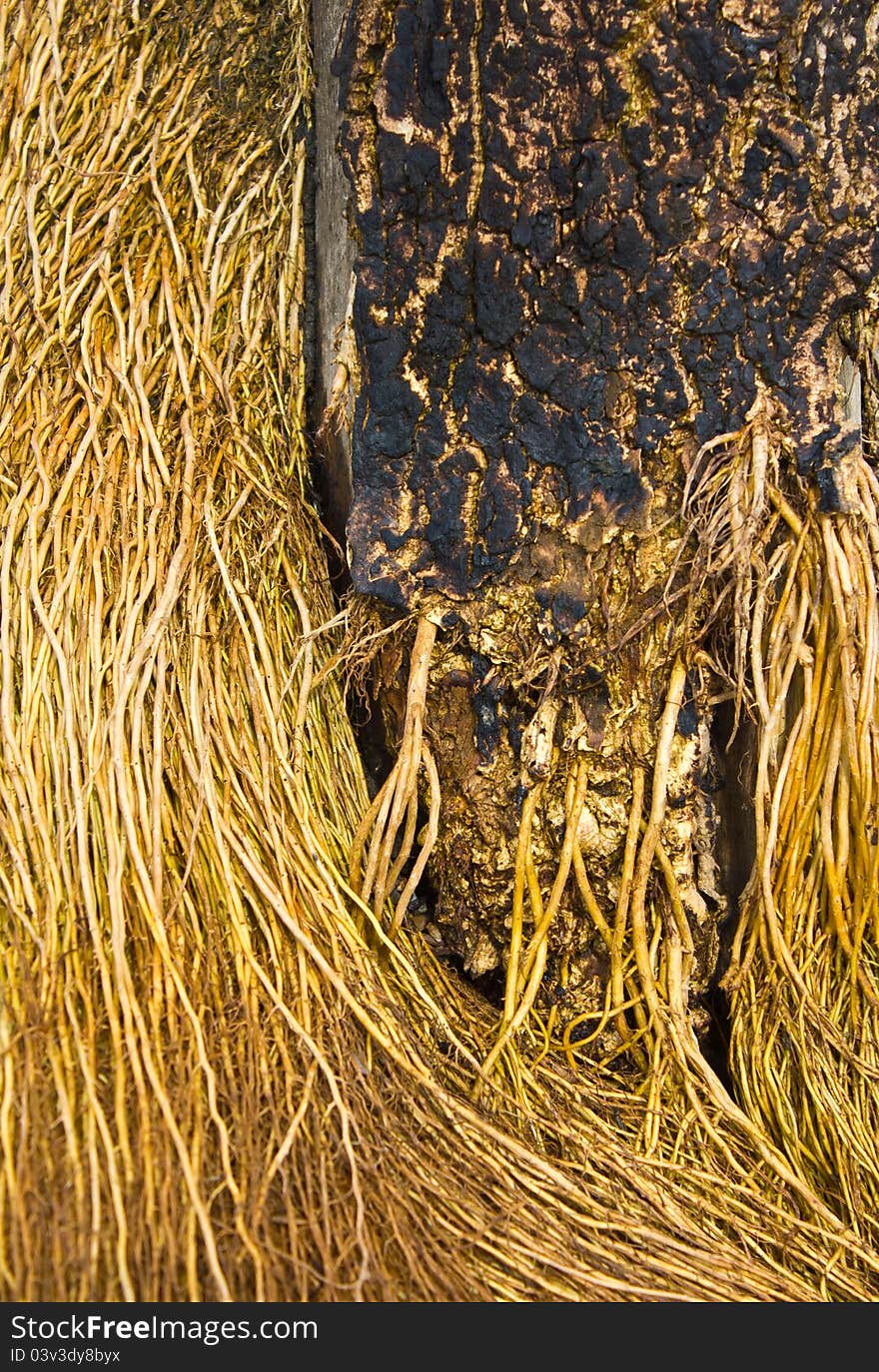 Base of a tree with root hairs attached to stem. Base of a tree with root hairs attached to stem.