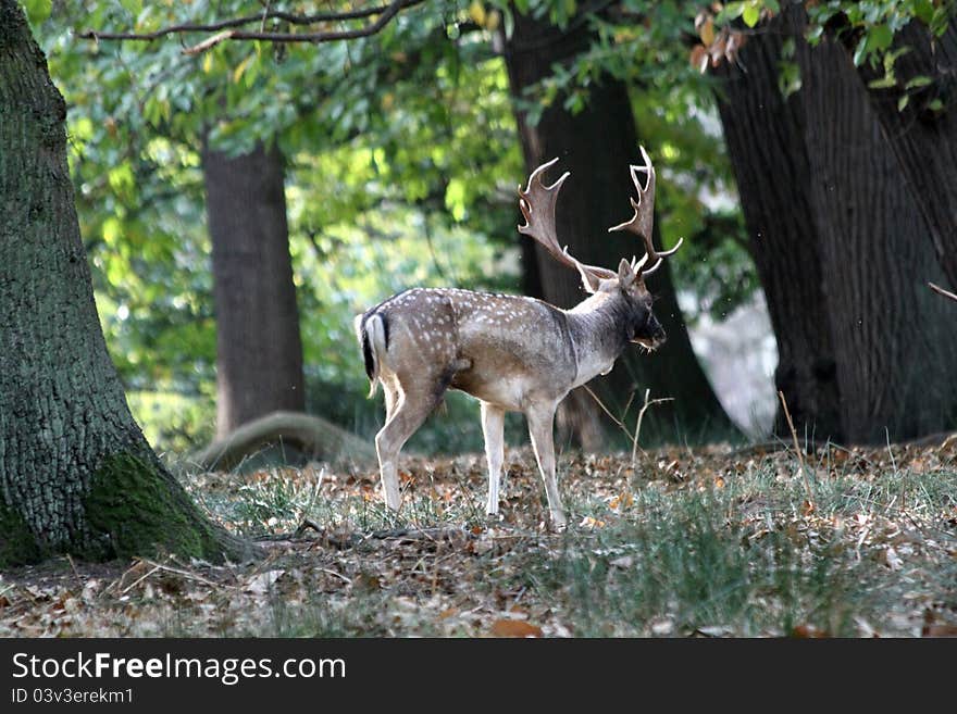 Deer in forest during Autumn. Deer in forest during Autumn