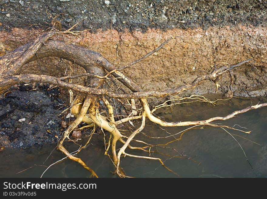 Branch of a large tree roots under the asphalt road. Branch of a large tree roots under the asphalt road.