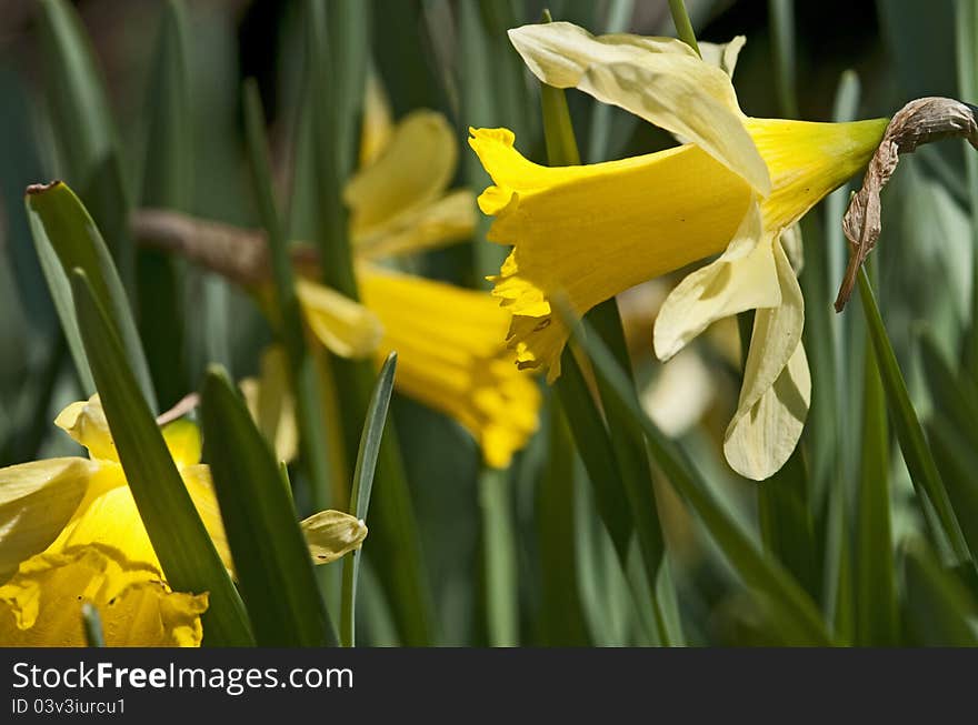 Close-up on a narcissus by a springtime day. Close-up on a narcissus by a springtime day.