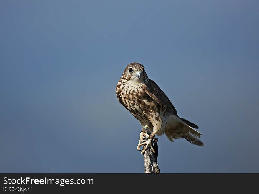 A captive Merlin,Falco columbarius,perched on top of a dead tree.