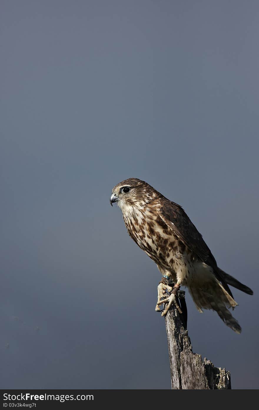 A captive Merlin,Falco columbarius,perched on top of a dead tree.