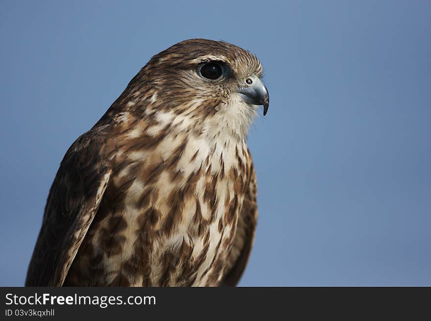 A close-up of a captive Merlin,Falco columbarius,against a blue sky