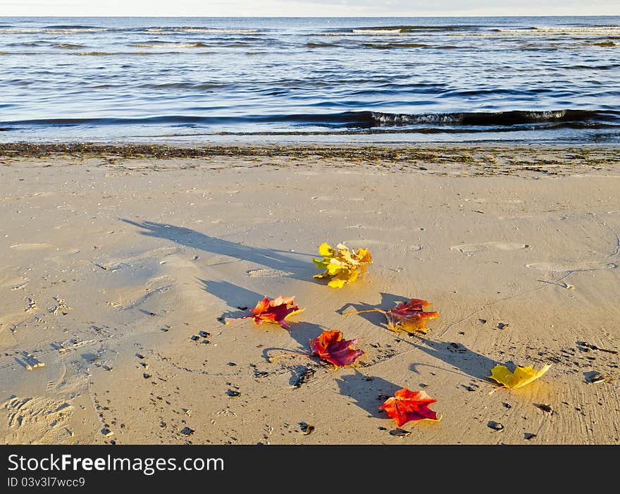 Colors of autumn in Jurmala, Latvia