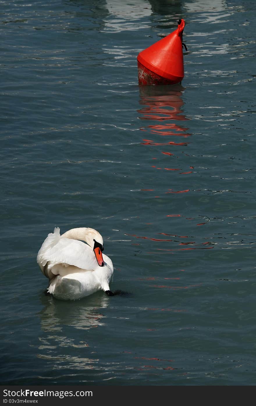 Cob and buoy at the surface of a lake.