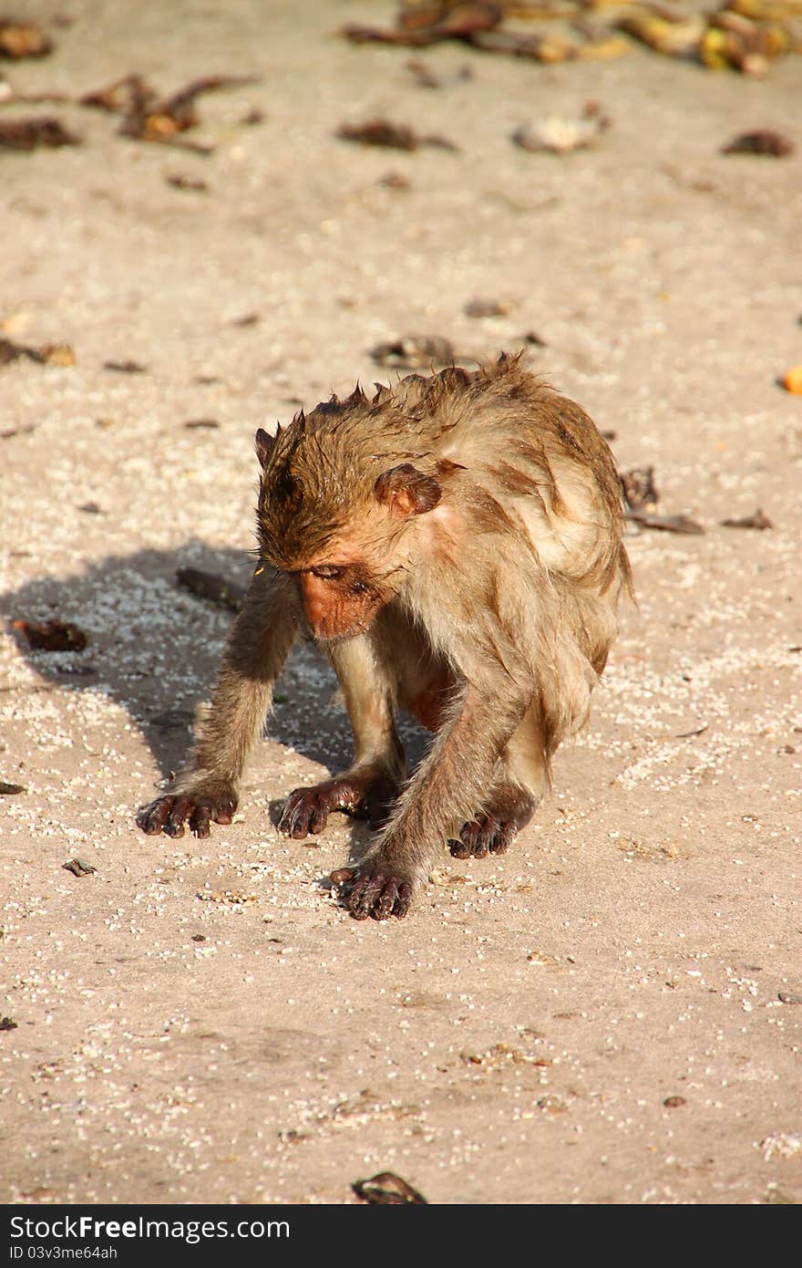 Crab-eating monkey or Long-tailed Macaque in tropical rain forest park is sitting and seeking rice grain on the floor for its food. Crab-eating monkey or Long-tailed Macaque in tropical rain forest park is sitting and seeking rice grain on the floor for its food