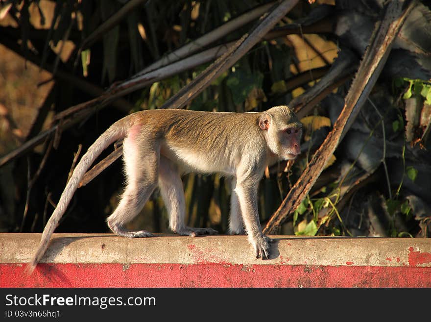 Crab-eating monkey or Long-tailed Macaque in tropical rain forest park is walking on the fence wall. Crab-eating monkey or Long-tailed Macaque in tropical rain forest park is walking on the fence wall