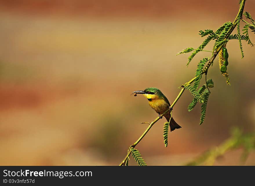 Little Bee-eater on a branch, keeping his pray in the beak.