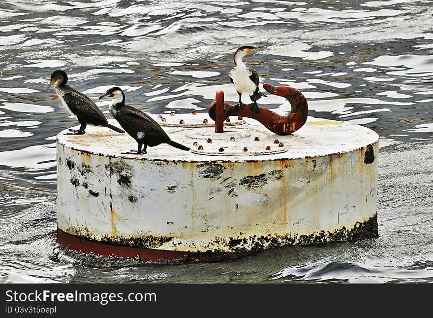 Cormorants alighted on a floating docking buoy. Cormorants alighted on a floating docking buoy.