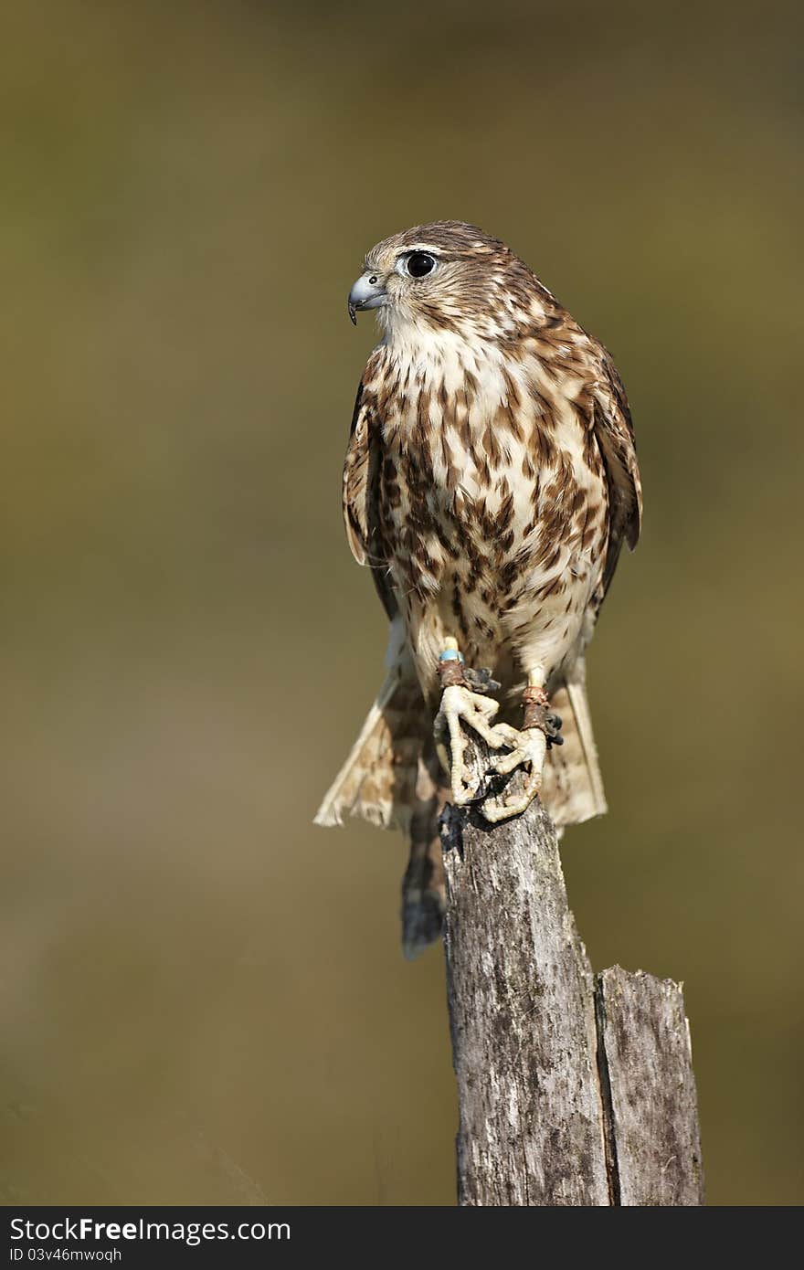 A captive Merlin,Falco columbarius,perched on top of a dead tree with a green background