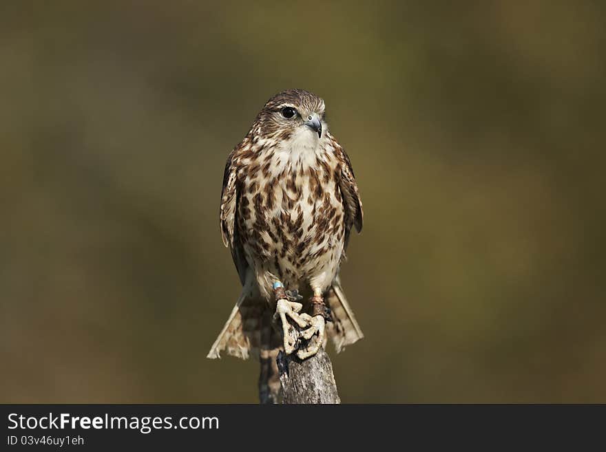 A captive Merlin,Falco columbarius,perched on top of a dead tree with a green background