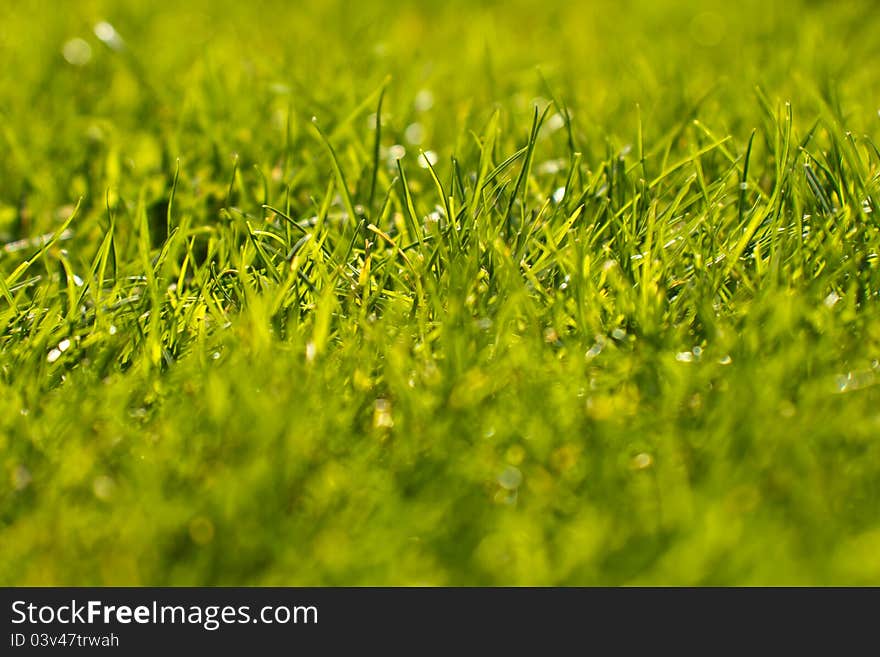 Green grass