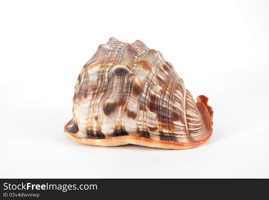 Trumpet shell on white background