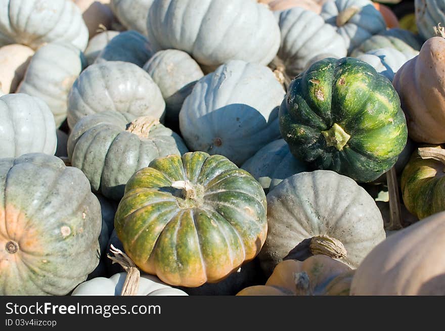 Mini Green Pumpkins