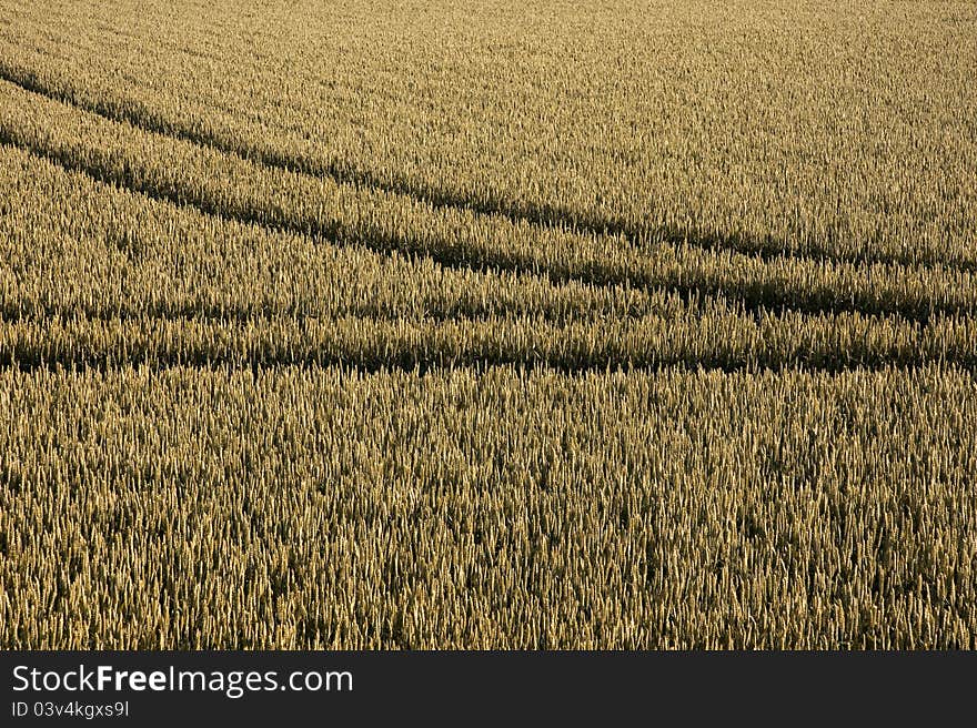 Tyre tracks in cornfield