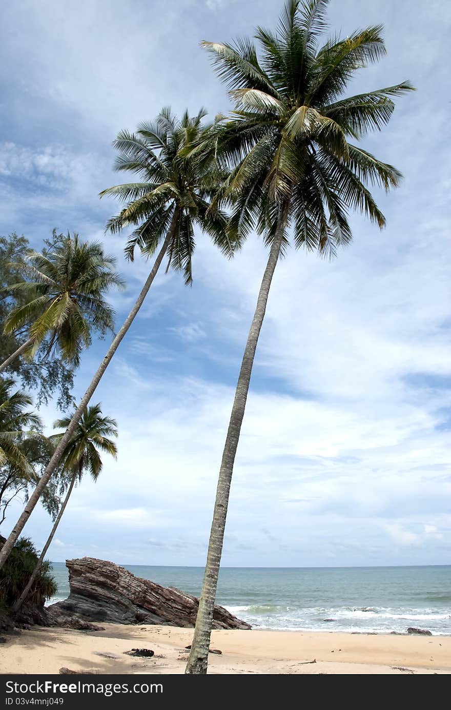 Coconut beach, is common tree in tropical country