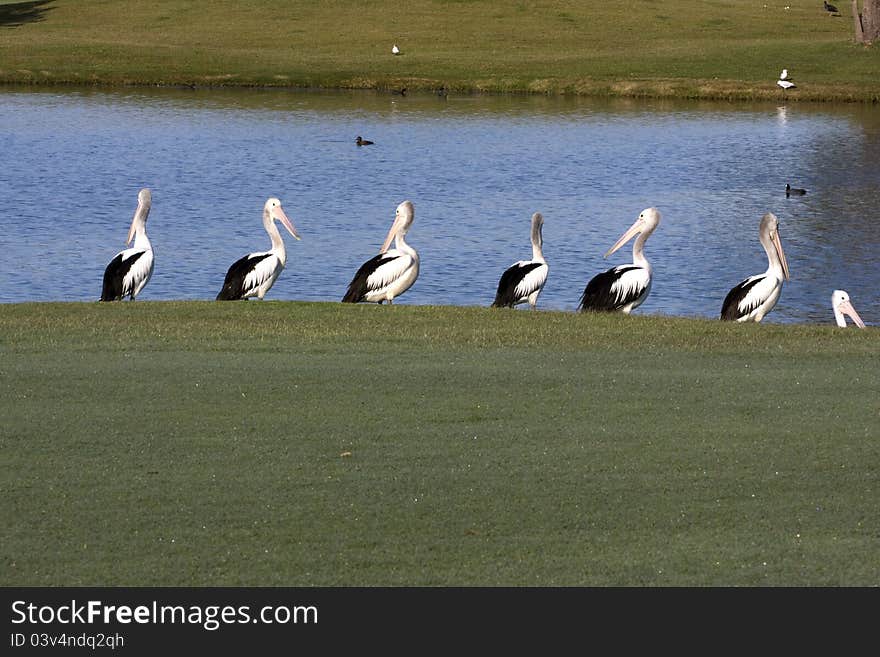 7 pelicans beside a lake