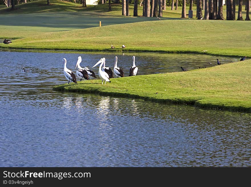 7 pelicans beside a lake