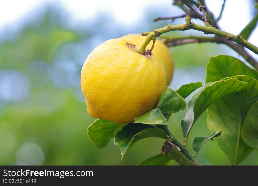 Lemon tree