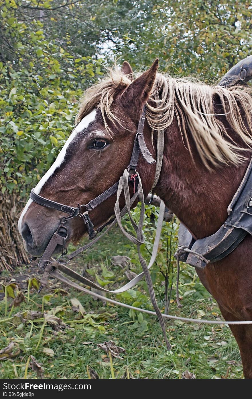 Drawn by a horse in the countryside. Drawn by a horse in the countryside