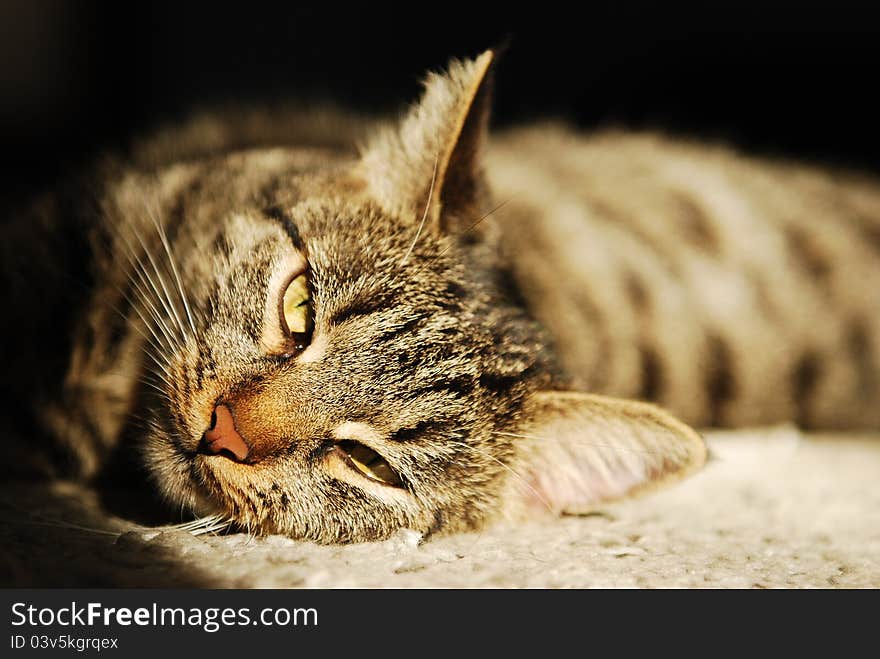 Close-up portrait of a striped cat