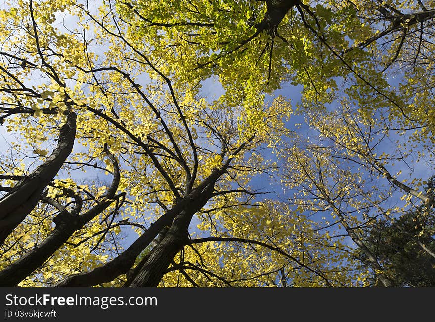 Colorful foliage in the autumn park