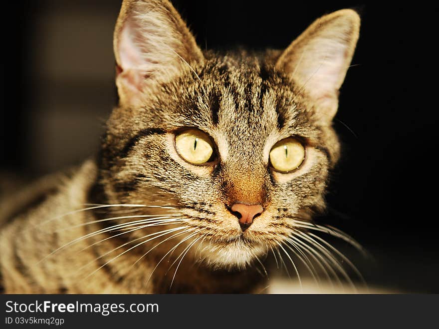 Close up portrait of a striped cat