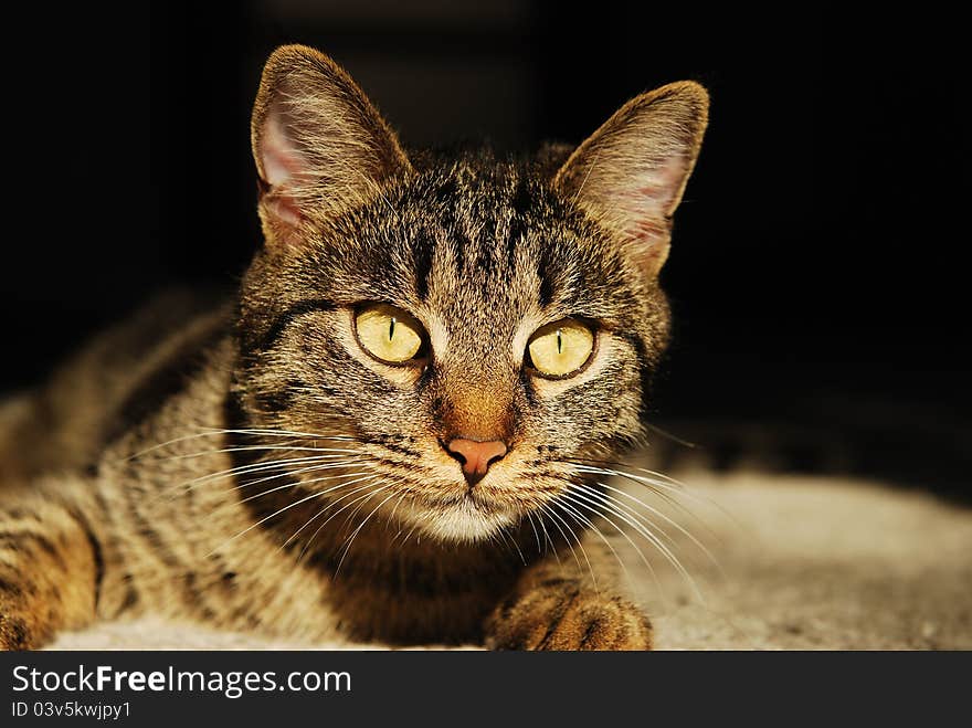 Close-up portrait of a striped cat