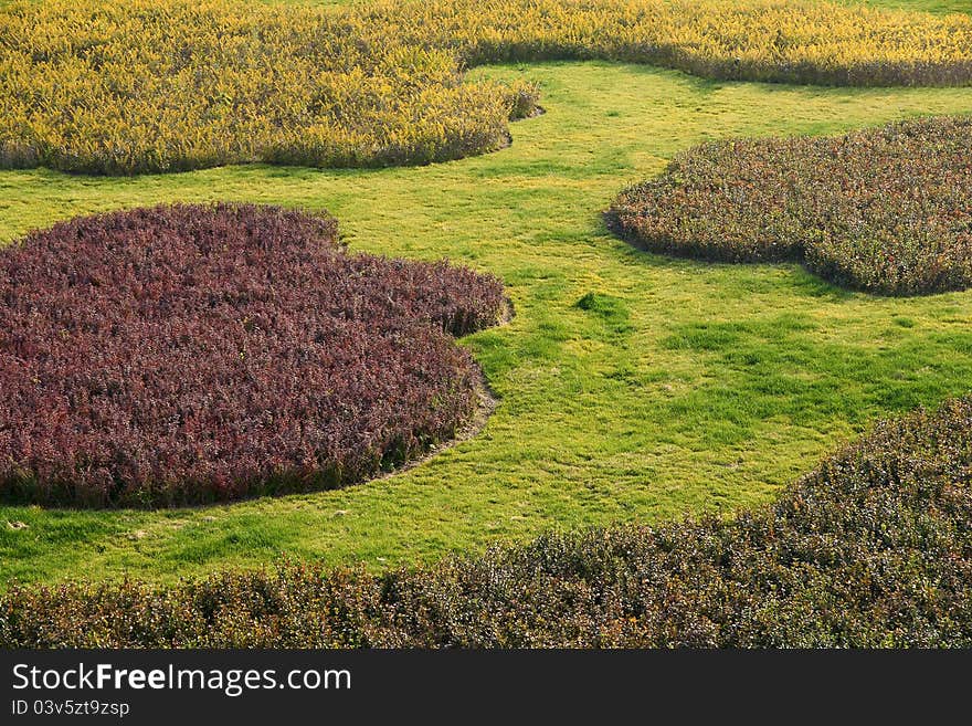 The pattern of shrubs and lawns in the garden