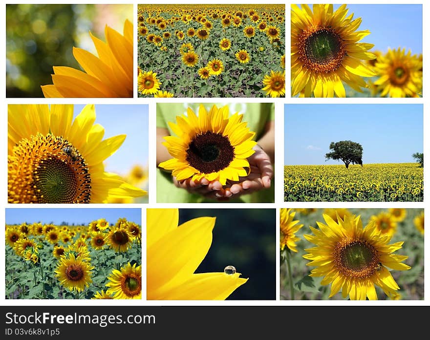 Mosaic of sunflowers in bloom in summer. Mosaic of sunflowers in bloom in summer