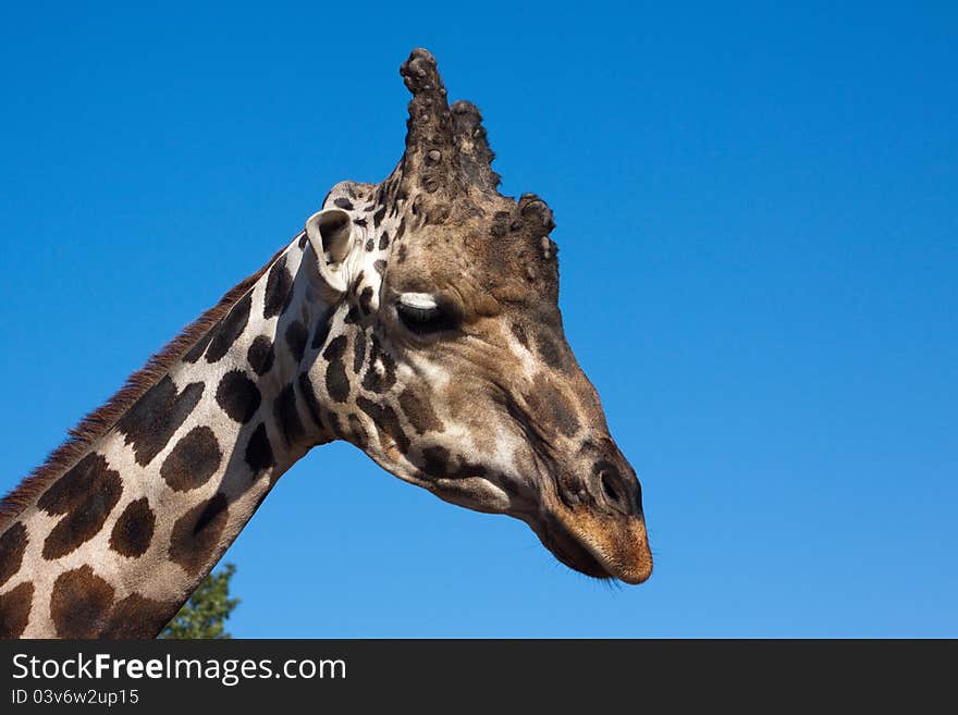 Portrait of a giraffe