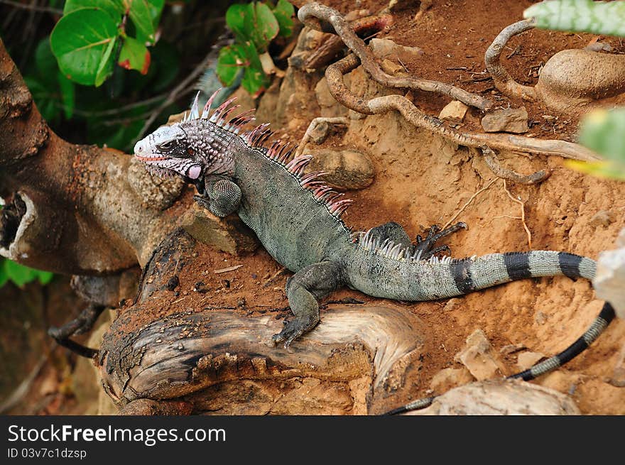 Iguana Portrait