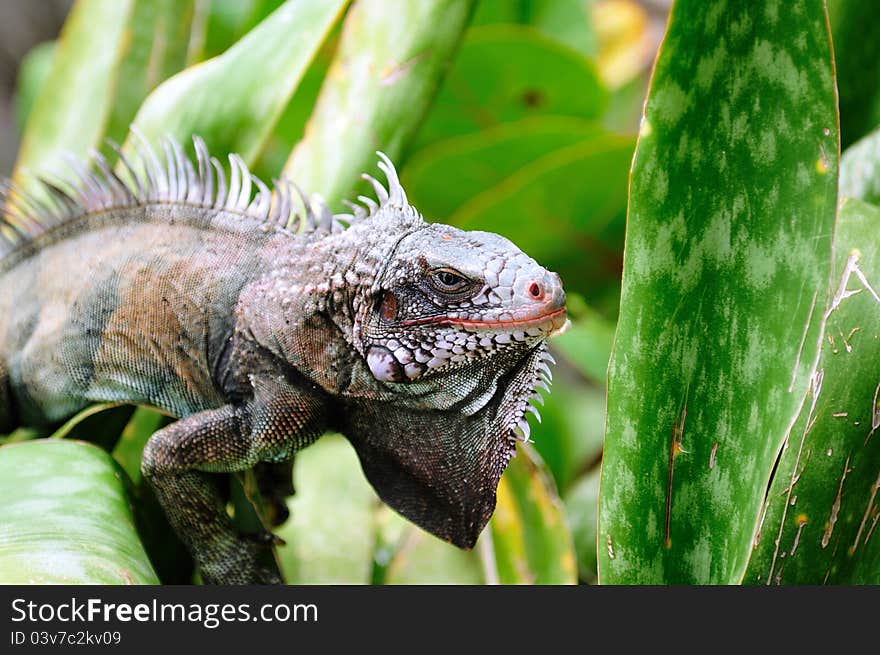 Iguana Portrait