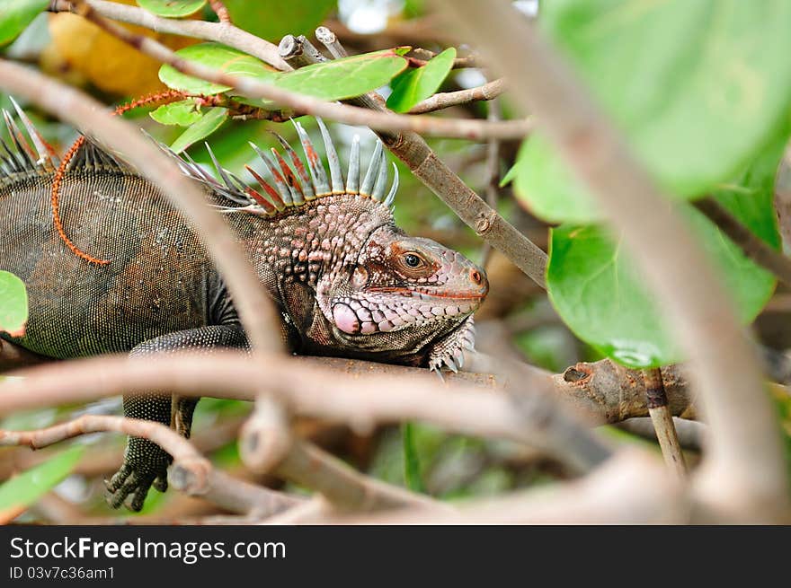 Iguana Portrait