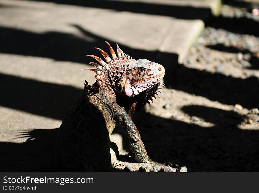 Iguana Portrait