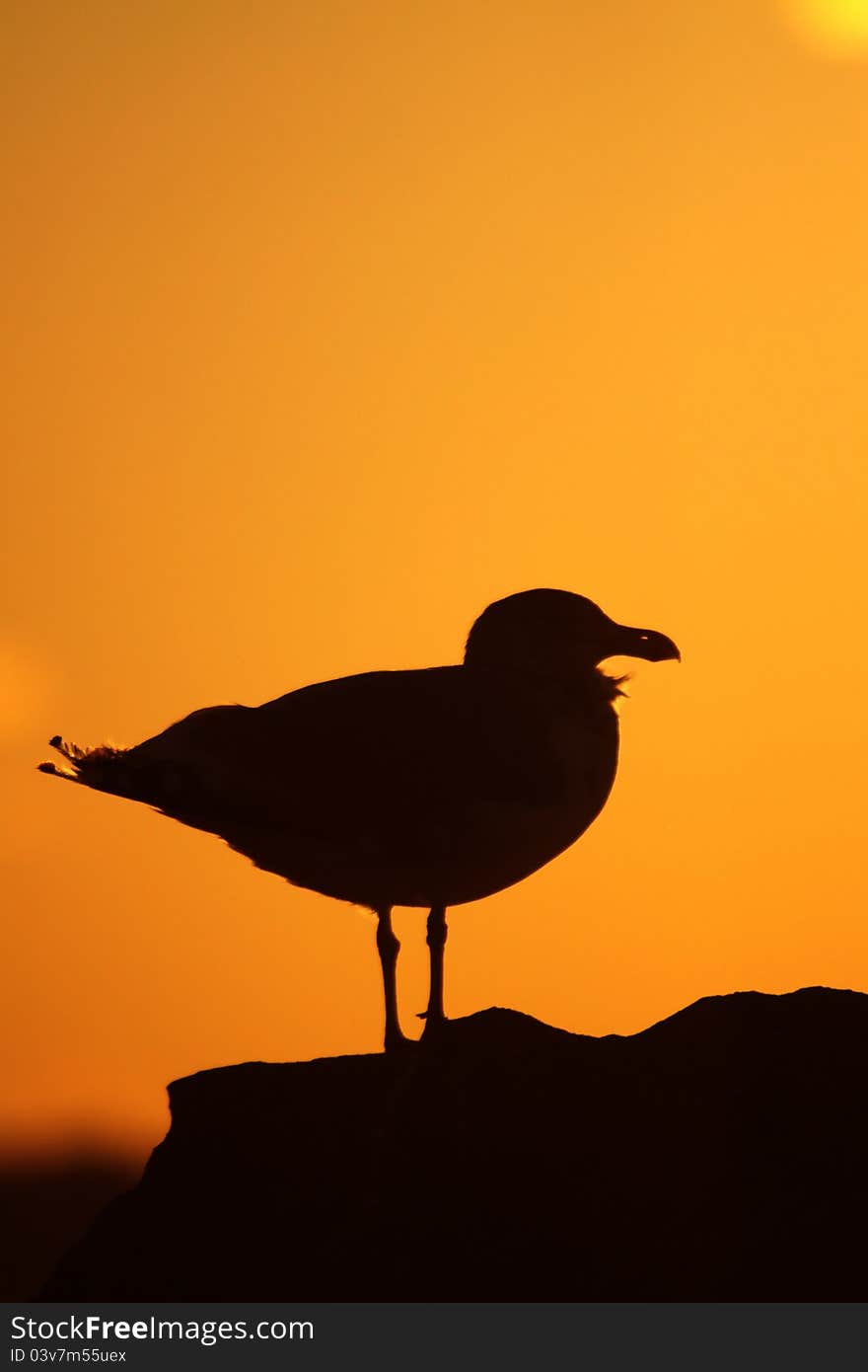 Gull at sunset