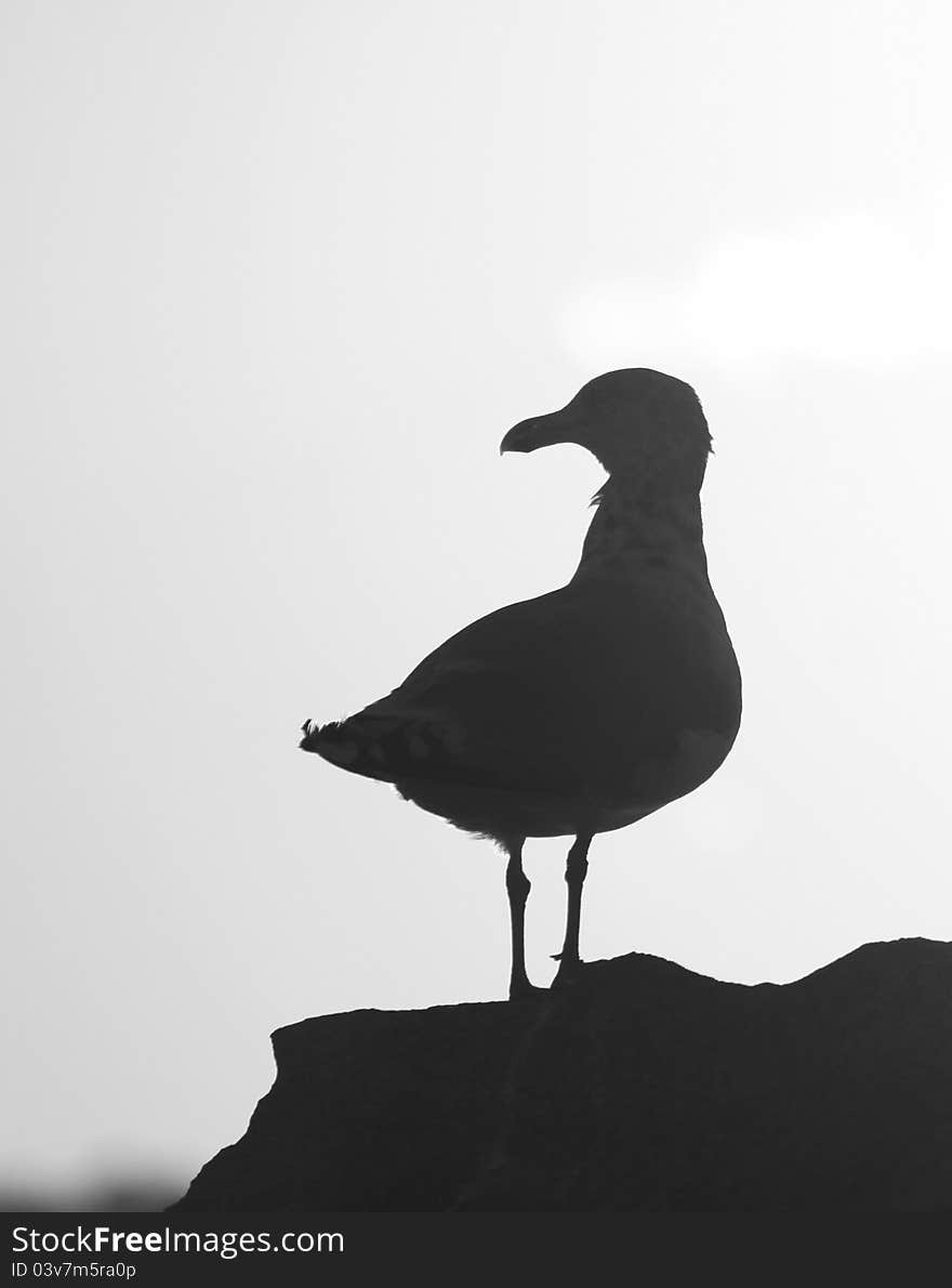 A black and white silhouette of a gull on a rock at sunset. A black and white silhouette of a gull on a rock at sunset.